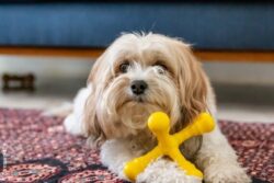 A dog is sitting behind a yellow toy.